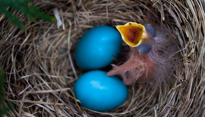 Why Do Some Birds Lay Blue Eggs