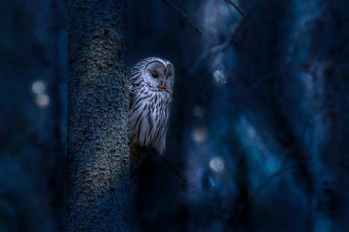 Why Some Birds Are Nocturnal