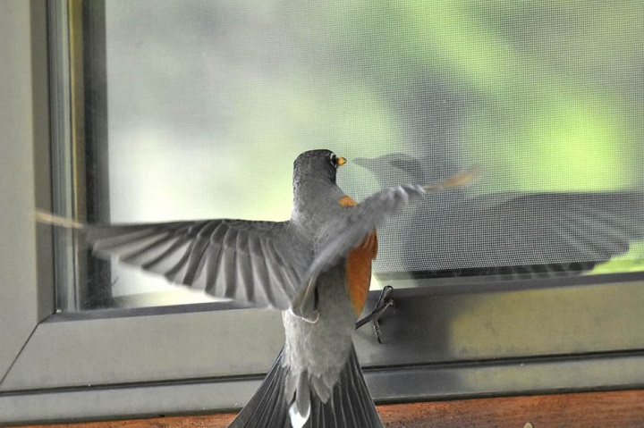 Birds Flying Into Windows Meaning: Causes, Myths and What You Can Do birds flying into windows meaning