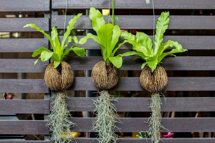 Birds Nest Fern Varieties: Lush Green Beauties With Unique Personalities birds nest fern varieties