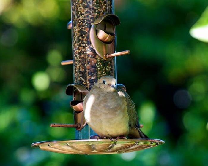 can birds eat flax seedsdfgy