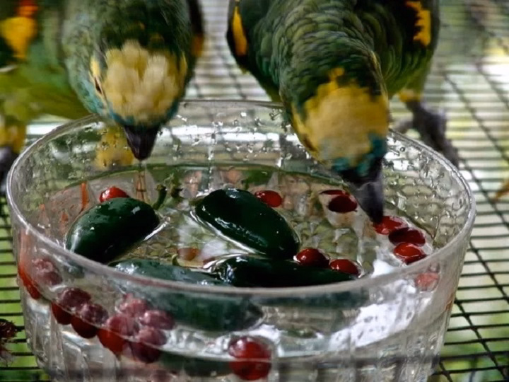 Do Birds Eat Cranberries? A Tart Treat for Feathered Friends do birds eat cranberries