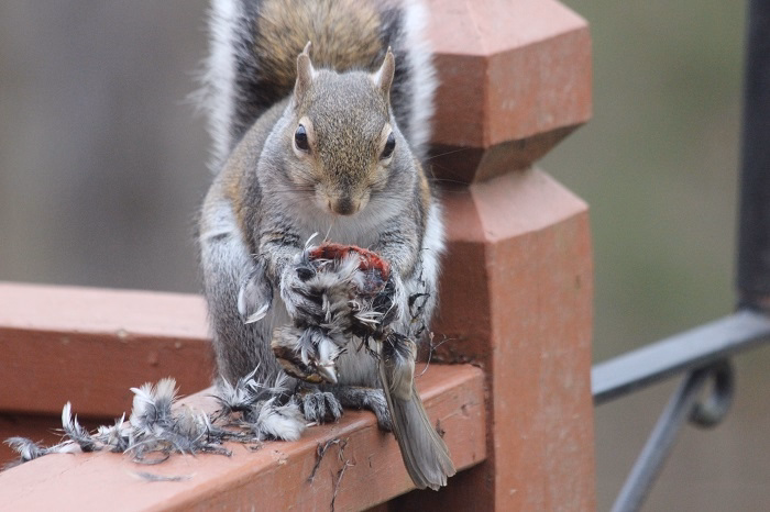 do birds eat squirrelsdfgg