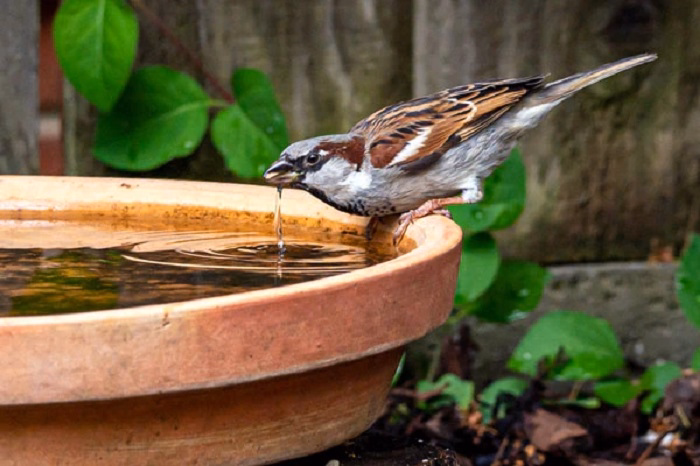 how do birds drink water