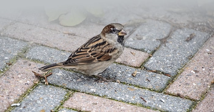 how to get rid of sparrows but not other birds 1