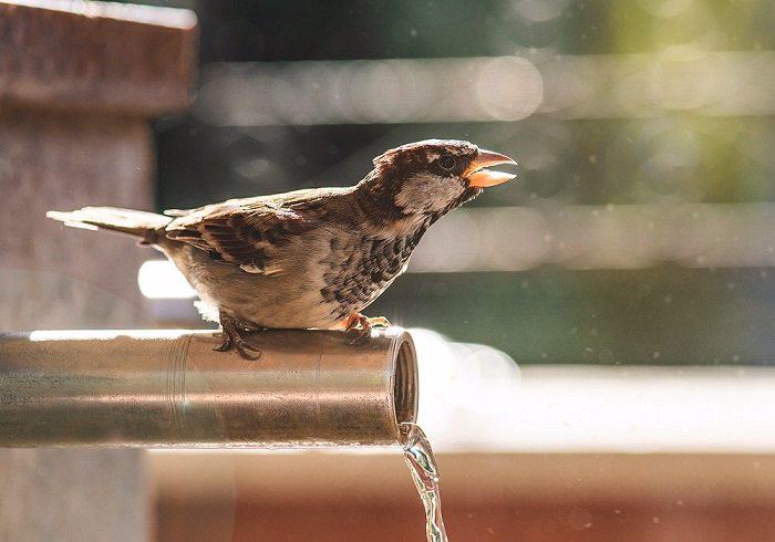 how to get rid of sparrows