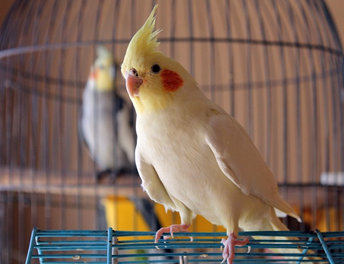 pet birds for beginnersdghy