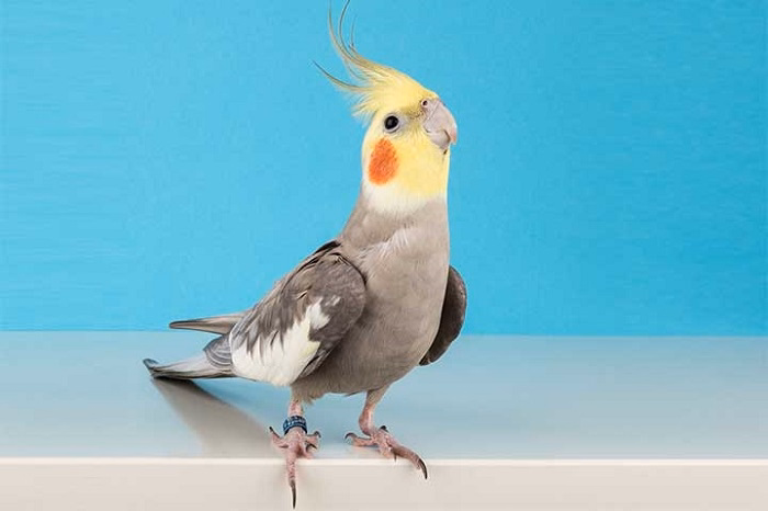 pet birds for beginnersdgryry
