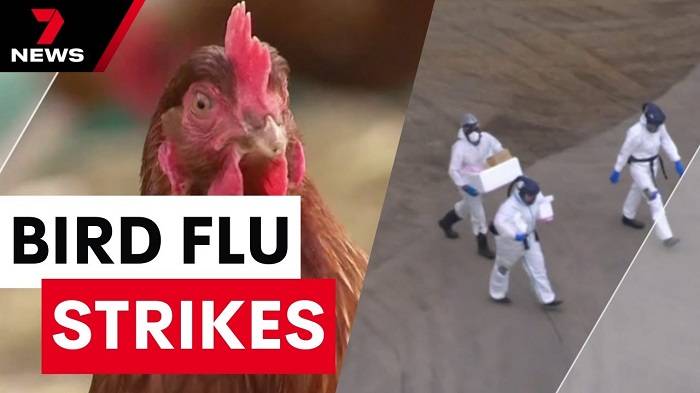 signs of bird flu in birdsdsret