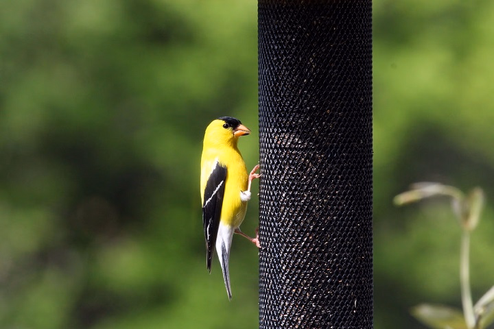 What Birds Eat Nyjer Seed? A Favorite Snack for Small Songbirds what birds eat nyjer seed
