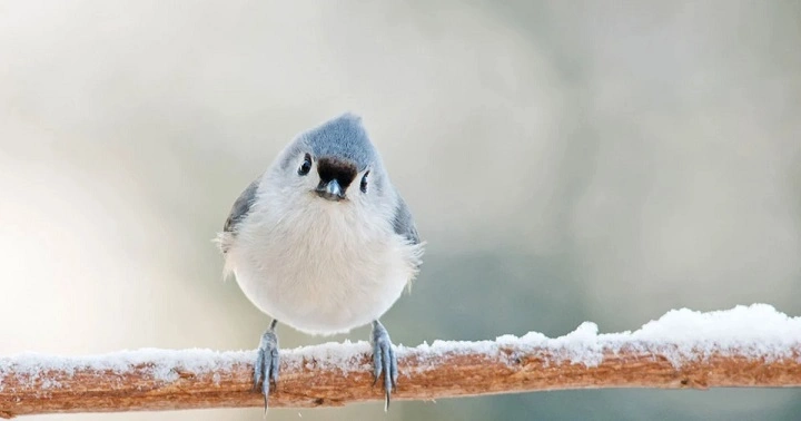 Where Do Birds Go When It Snows? Discover Their Winter Survival Secrets where do birds go when it snows 1