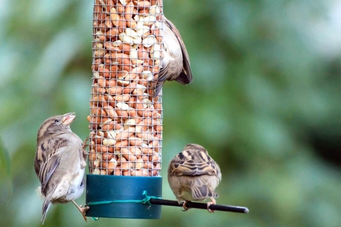will birds eat grass seedzffg