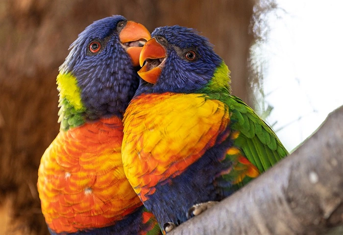 Caring for Your Ringneck Bird 1