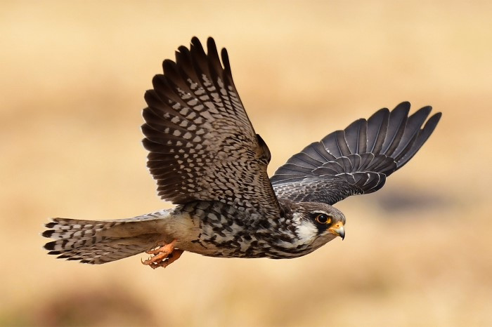 Common Desert Raptors