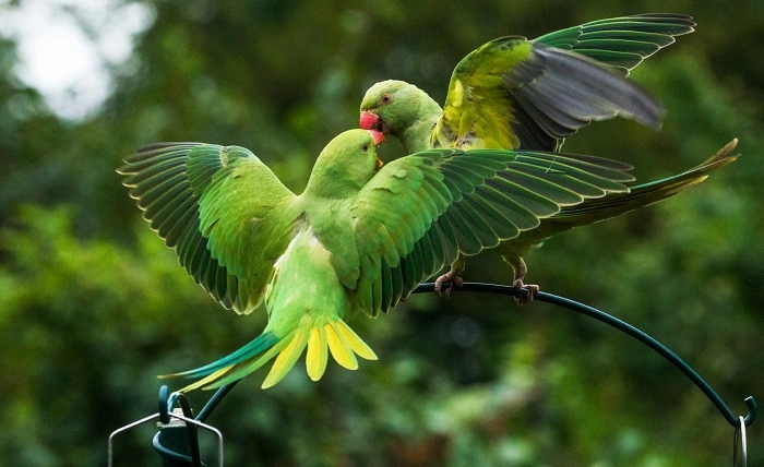 Interesting Facts About Ringneck Birds 1
