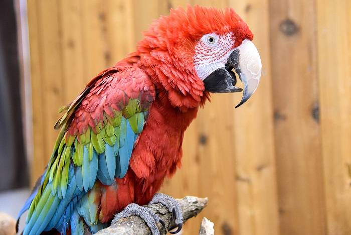 Macawsdgfdghy