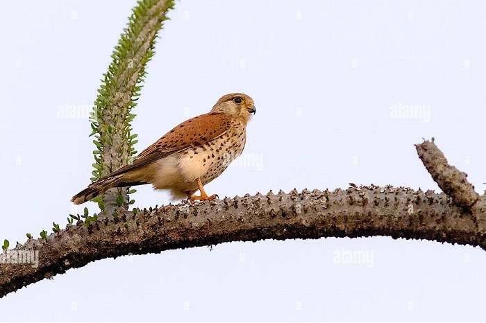 Madagascar Kestrel Falco newtoni
