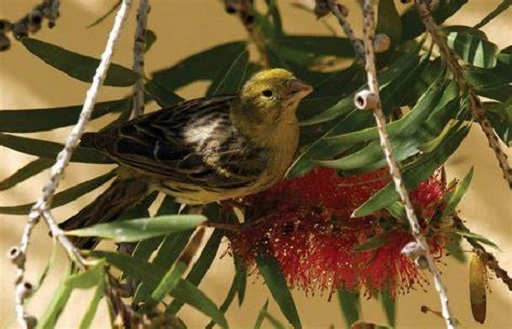 Origin and History of the Canary Bird