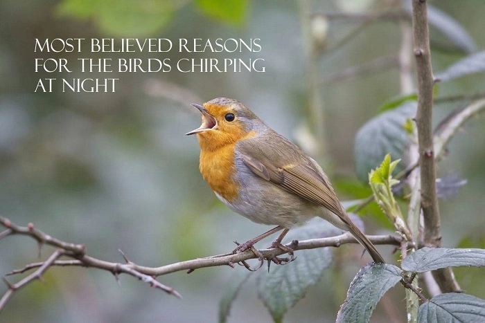 The Importance of Chirping Birds in Ecosystems