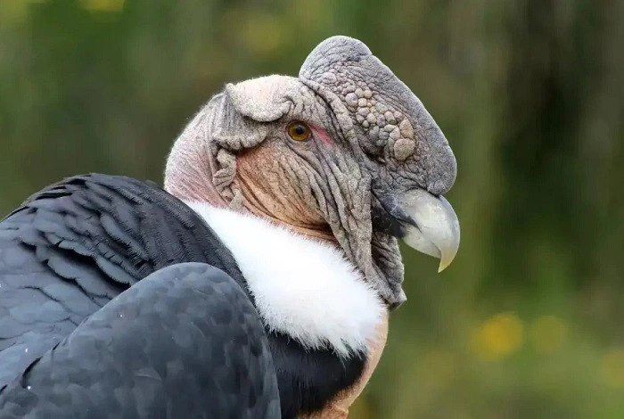 The Role of Conservation in Protecting Ugly Birds 1