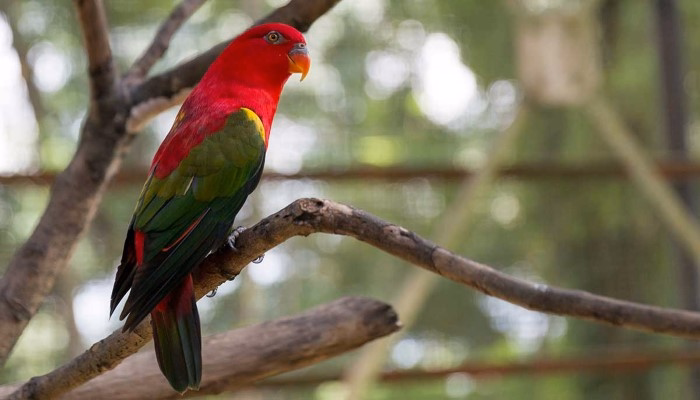 Tips for Buying Birds on Craigslist