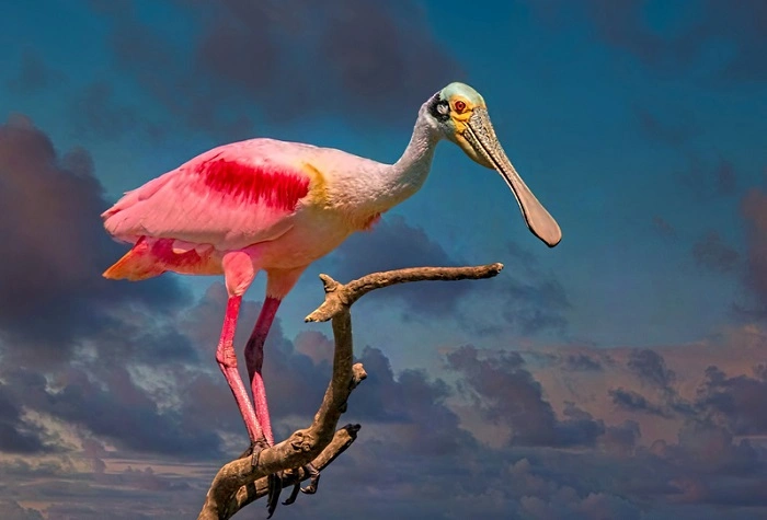 Top 7 Birds Often Called the Ugliest in the World 1