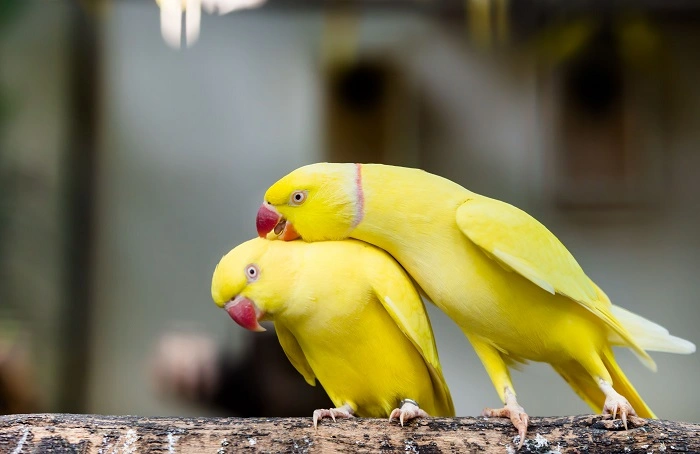 What Is a Ringneck Bird 1
