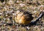 Meep Bird: The High-Pitched Mystery of the Bird World