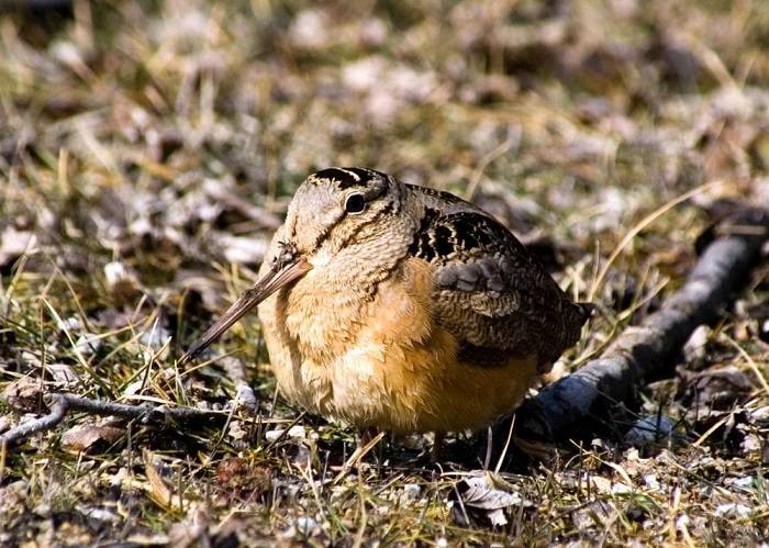 Why Birds Make Meep Like Soundsdgryry