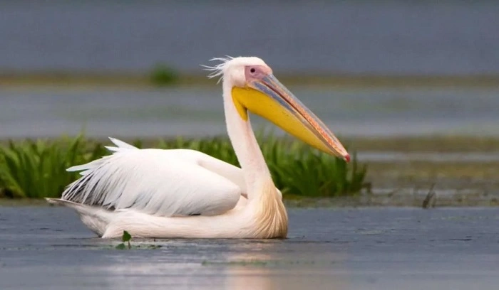 bird with big mouthdsgry