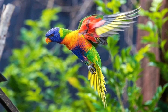 birds colorfuldghtyty