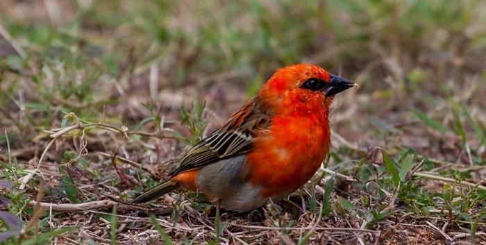 Birds of Madagascar: Unique Avian Wonders of the Island birds of madagascar