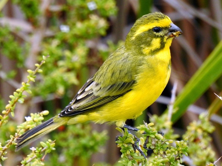 Canary Yellow Bird: Nature’s Brightest Songbird canary yellow bird