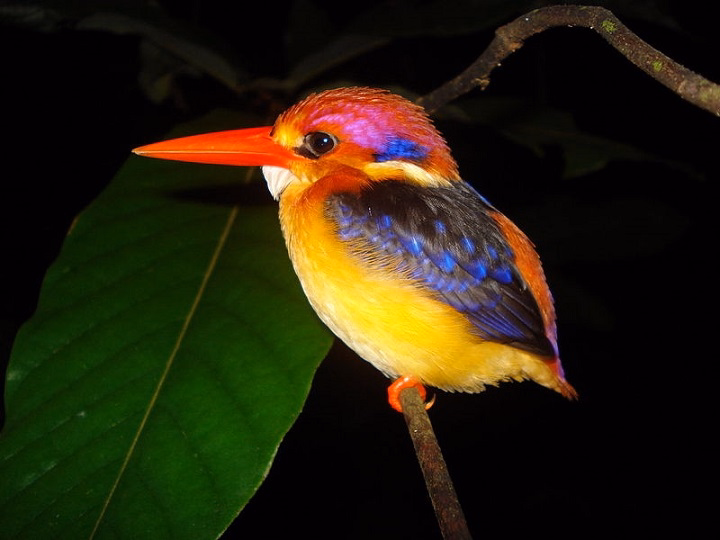 Colorful Small Birds: A Beautiful and Diverse Group of Avian Wonders colorful small birds