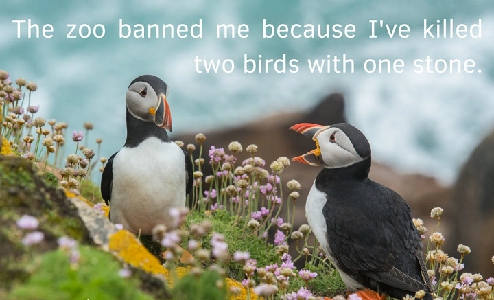 Hilarious Jokes About Birds: Feathered Fun for Everyone jokes about birds