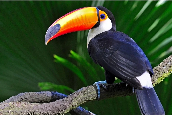 south america birdsdgfgh