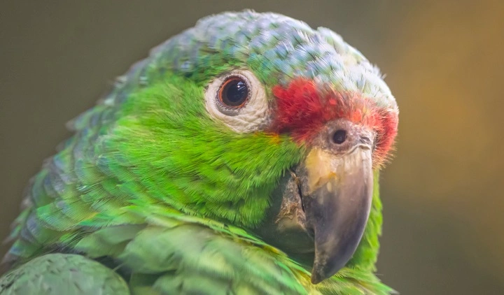 Talking Pet Birds: The Fascinating World of Avian Vocalists talking pet birds