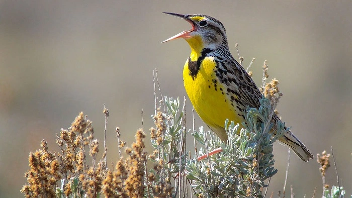 Real Meaning: Birds Living in Eroded Areas