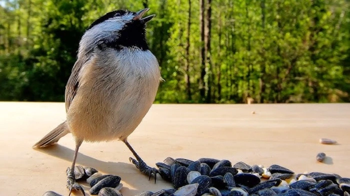 Cute Bird Behaviors That Melt Hearts