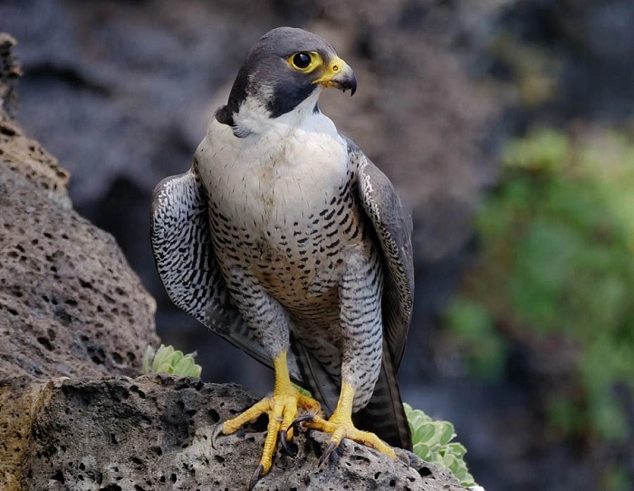 How Scientists Measure Bird Speed