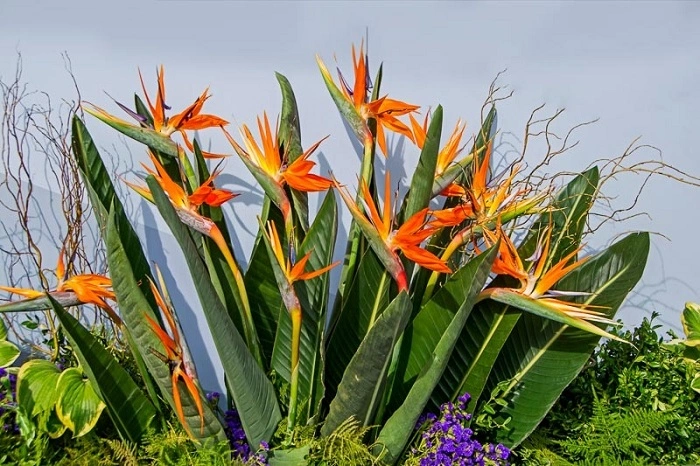 How to Grow White Bird of Paradise Outdoors