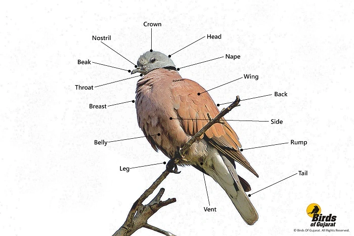 How to Identify the Bird
