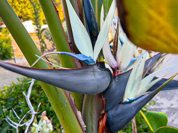 Key Characteristics of White Bird of Paradise