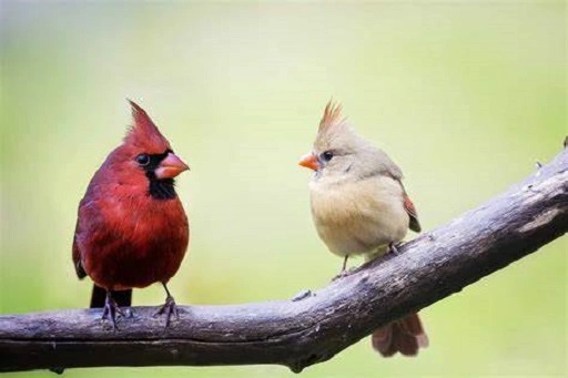 Other Birds That Look Like Gray Cardinals