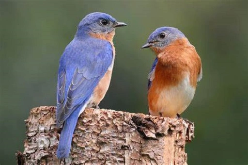Other Birds That May Fit the Description