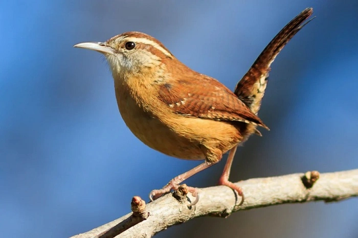 Physical Features of the Wren