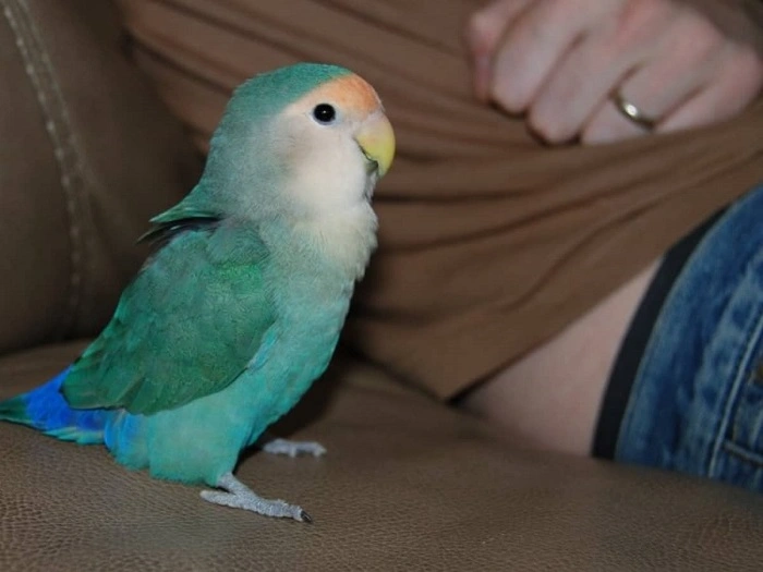 Top 10 Cute Birds You’ll Instantly Love