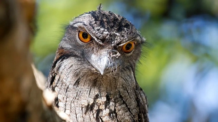 Why Do Frogmouth Birds Keep Their Mouths Open
