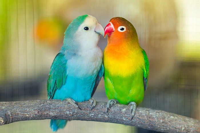 Why People Love Bird Collective