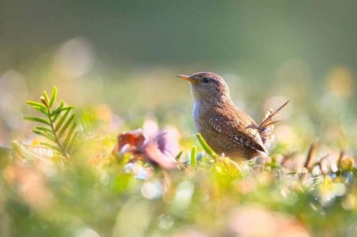 Wren Bird in Culture and Symbolism